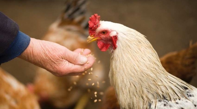 Resmi Gazetede yayınlandı: Artık tavuk etinde GDO serbest